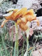 Image of Iris auranitica Dinsm.