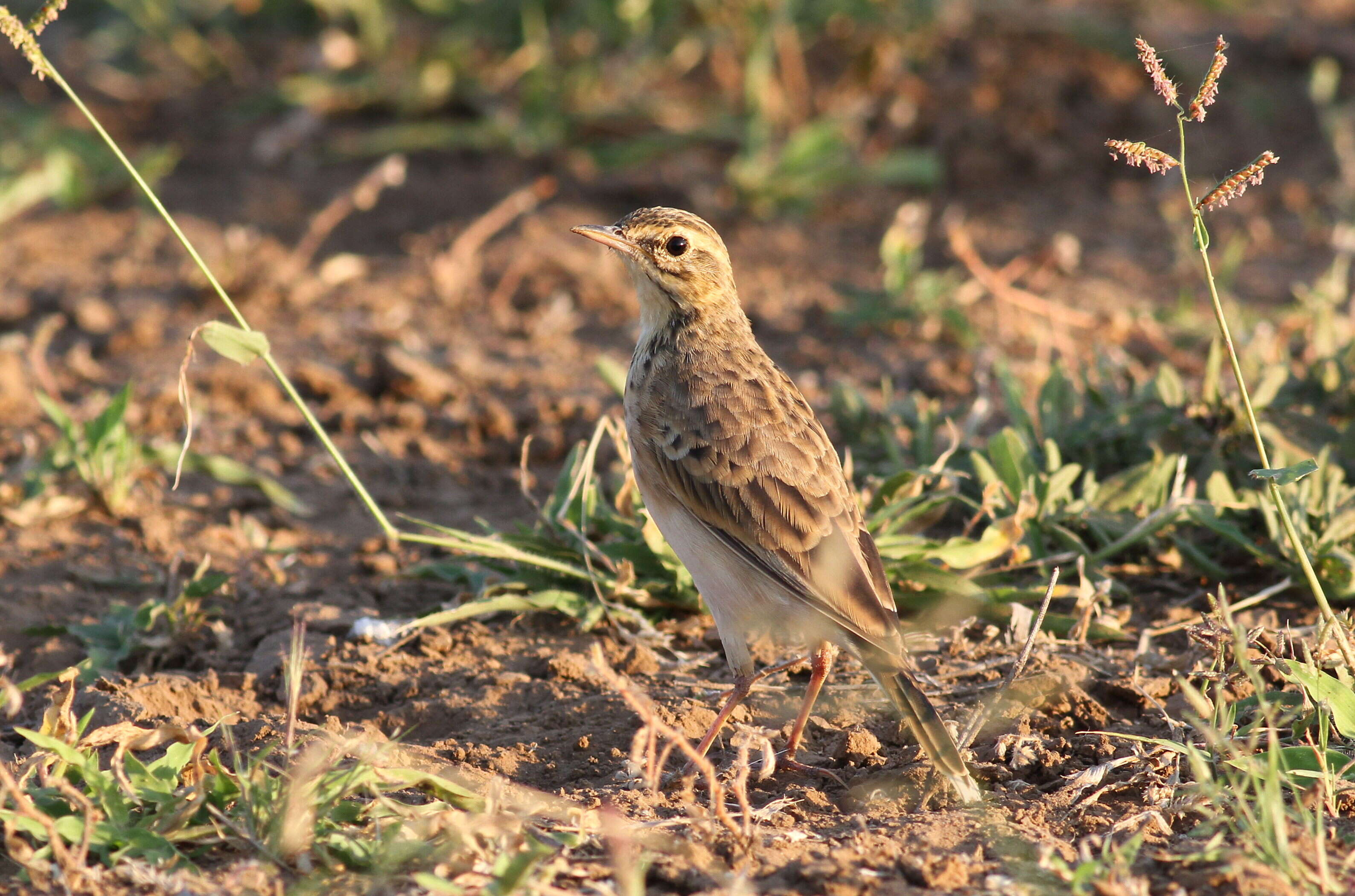 Image of African Pipit