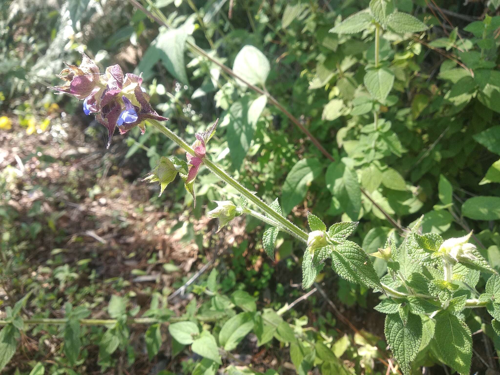 Image de Salvia mocinoi Benth.