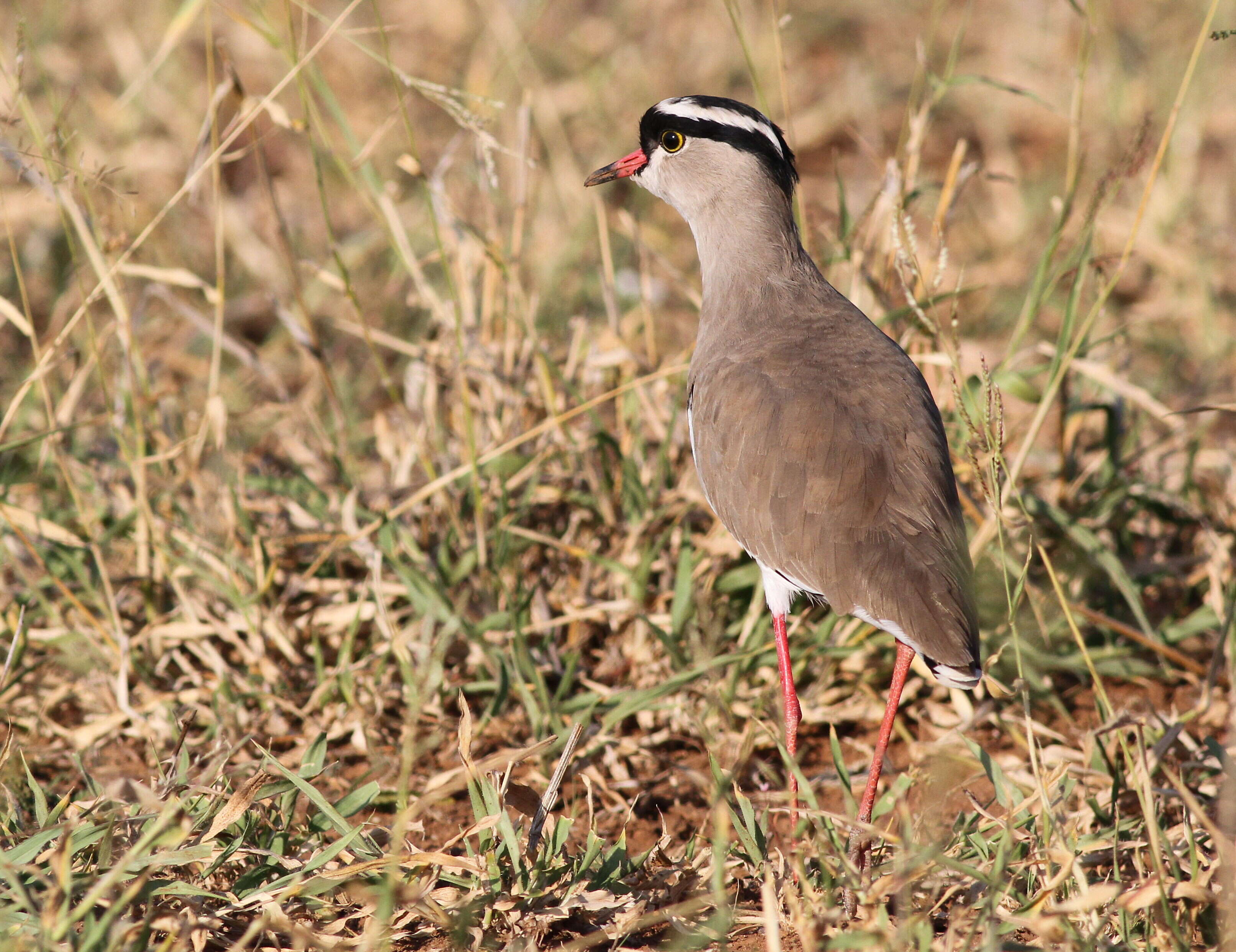 صورة Vanellus coronatus (Boddaert 1783)