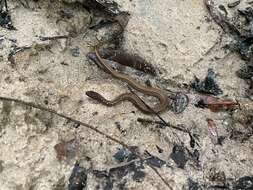 Image of Two-spotted Snake