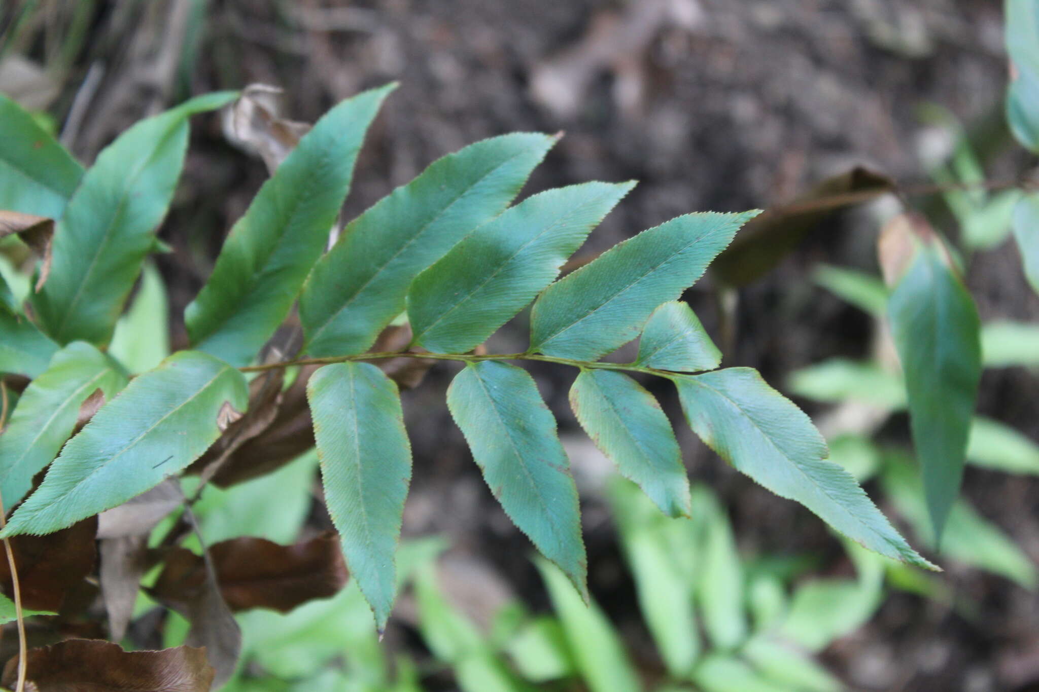 Image of Mexican fern