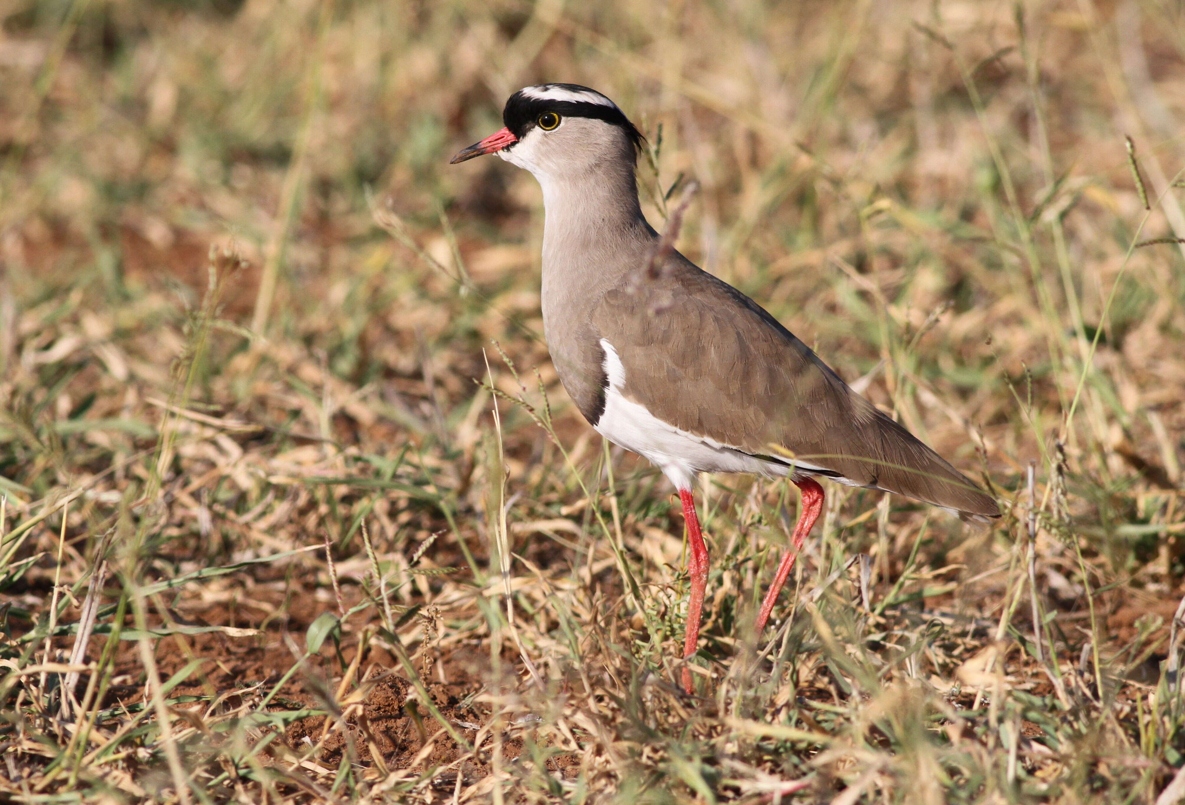 Image of Crowned Lapwing