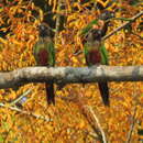 Image of Bonaparte's Parakeet