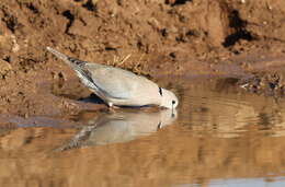 Image of Cape Turtle Dove