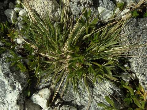 Image of Agrostis muelleriana Vickery