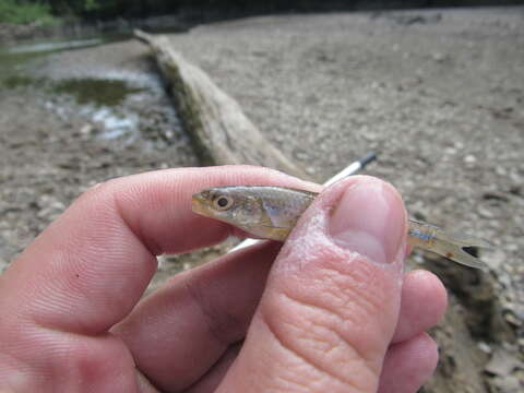 Image of Sand Shiner