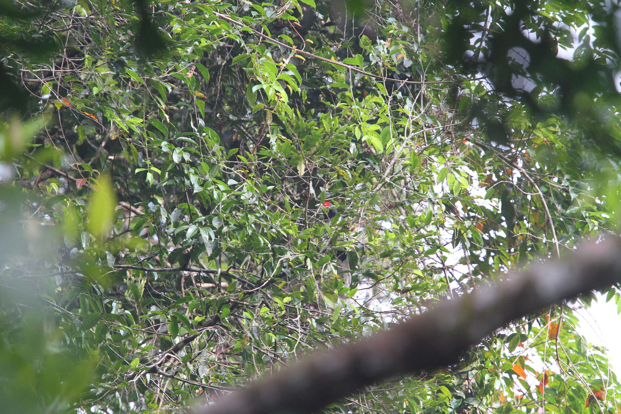 Image of Red-faced Malkoha