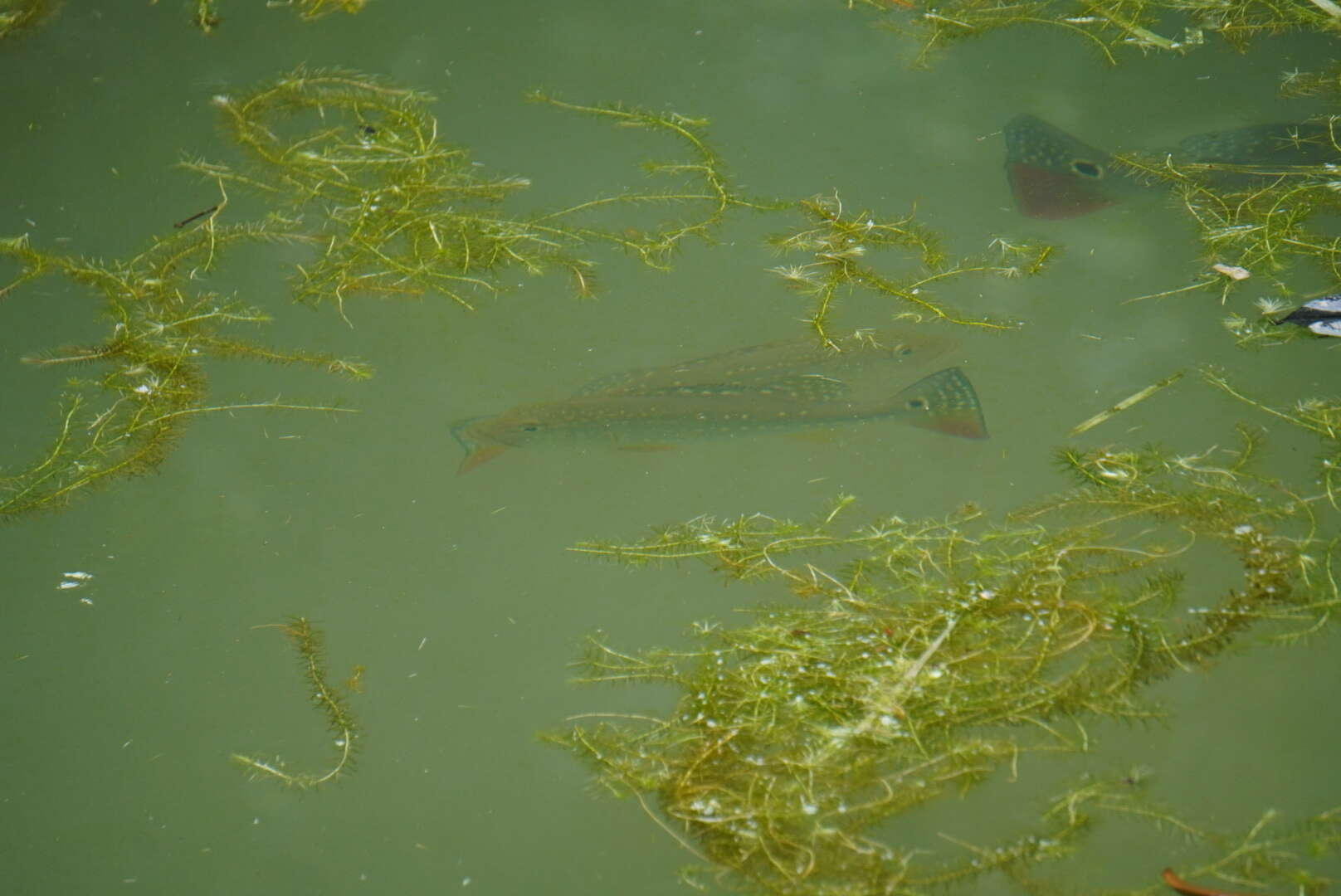 Image of Speckled peacock bass