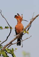 Image of African Hoopoe