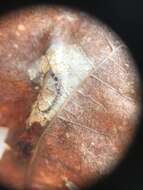 صورة Phyllonorycter basistrigella (Clemens 1859)