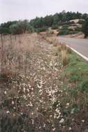 Image of Narcissus serotinus L.