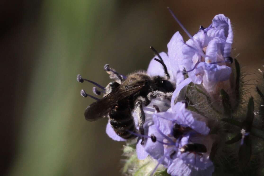 Dufourea mulleri (Cockerell 1898) resmi