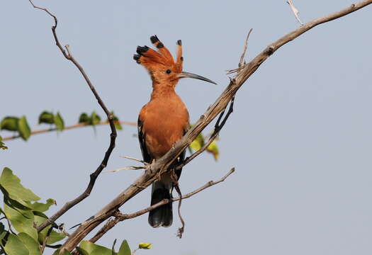 Image of African Hoopoe