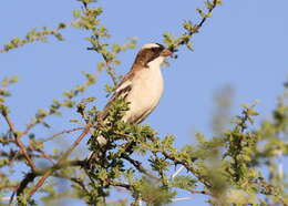 Image of sparrow-weaver