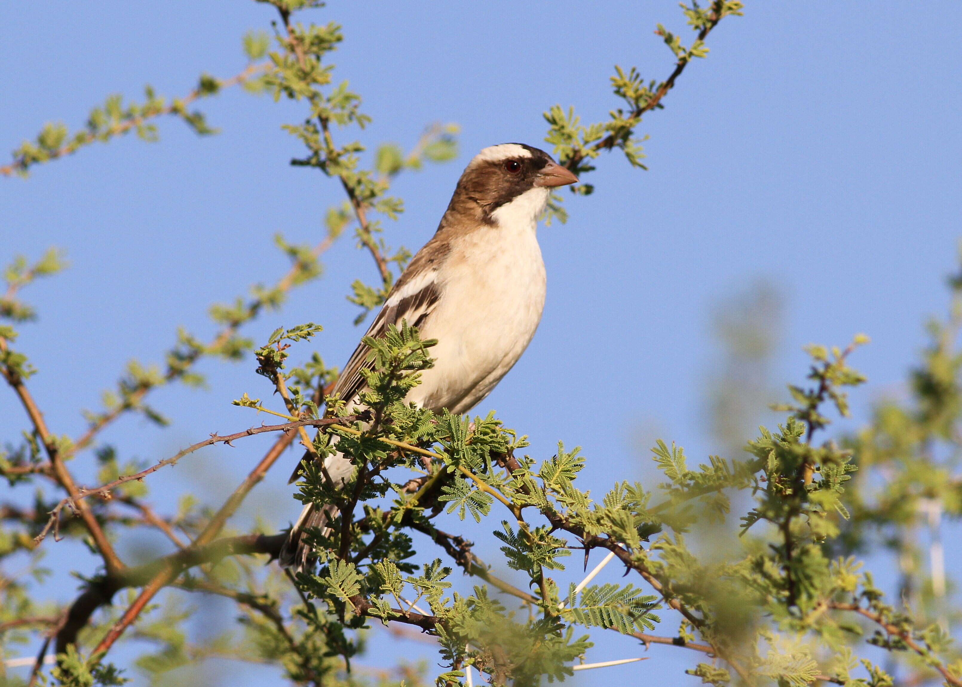 Image of sparrow-weaver