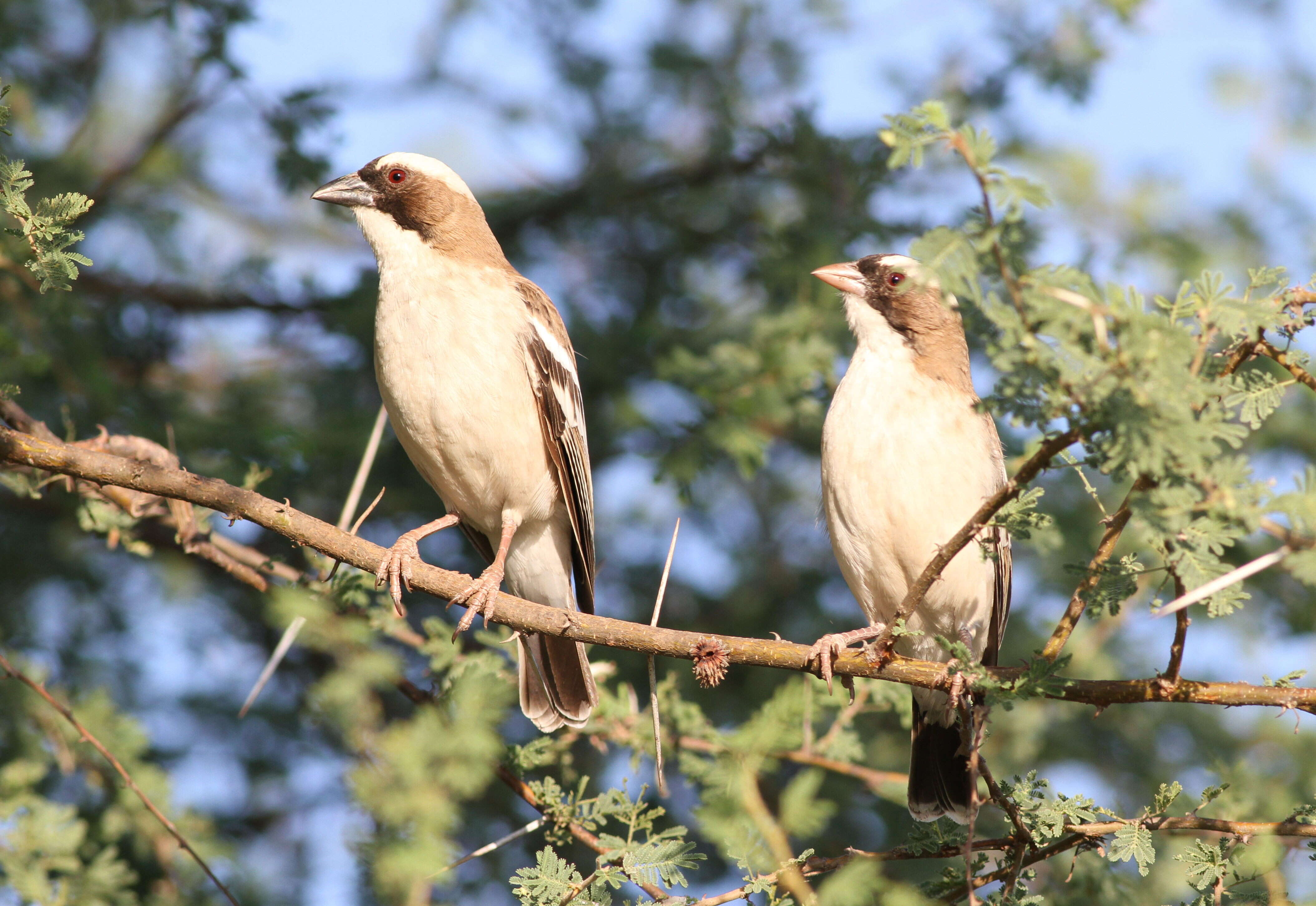 Image of sparrow-weaver