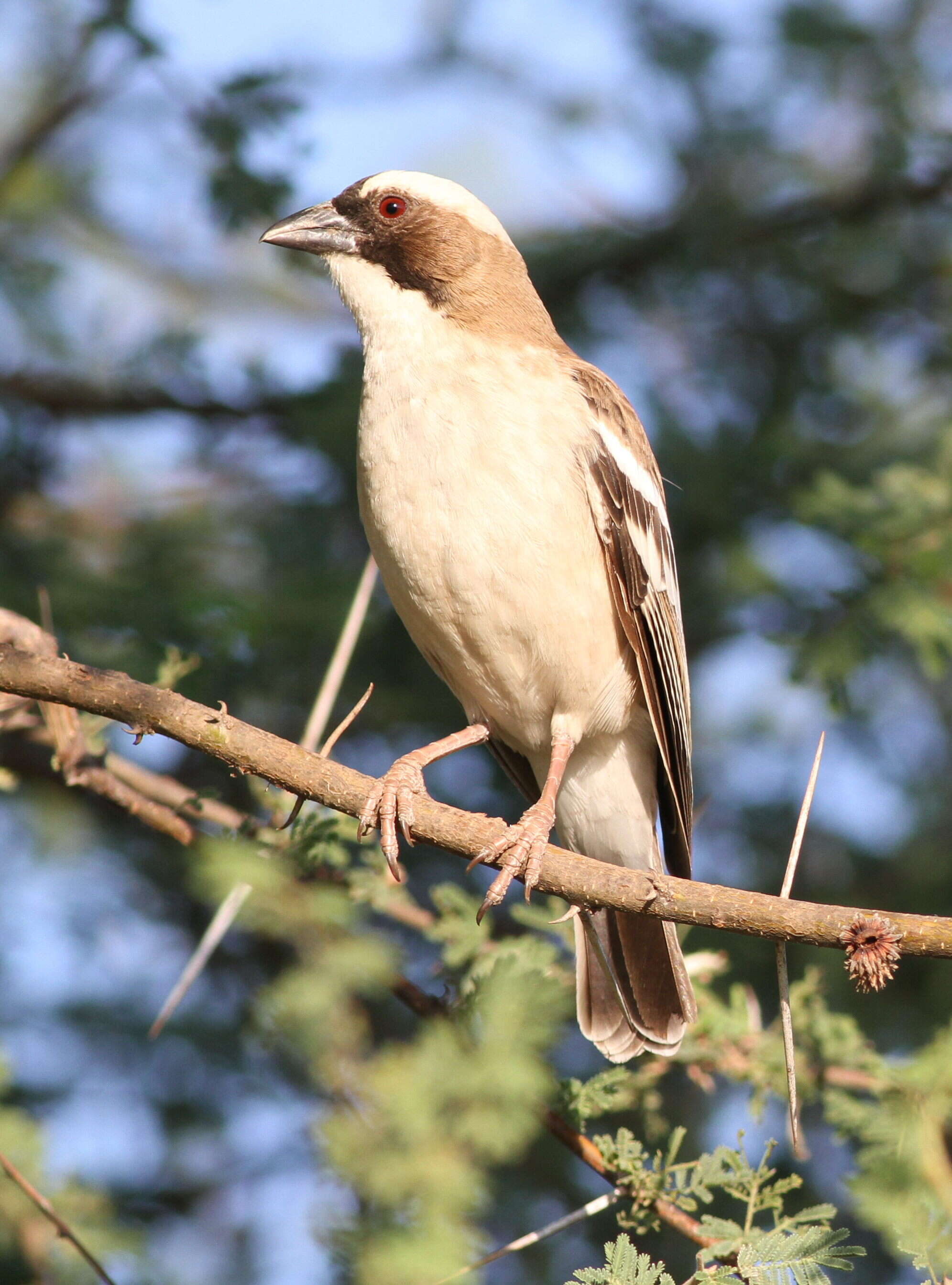 Image of sparrow-weaver