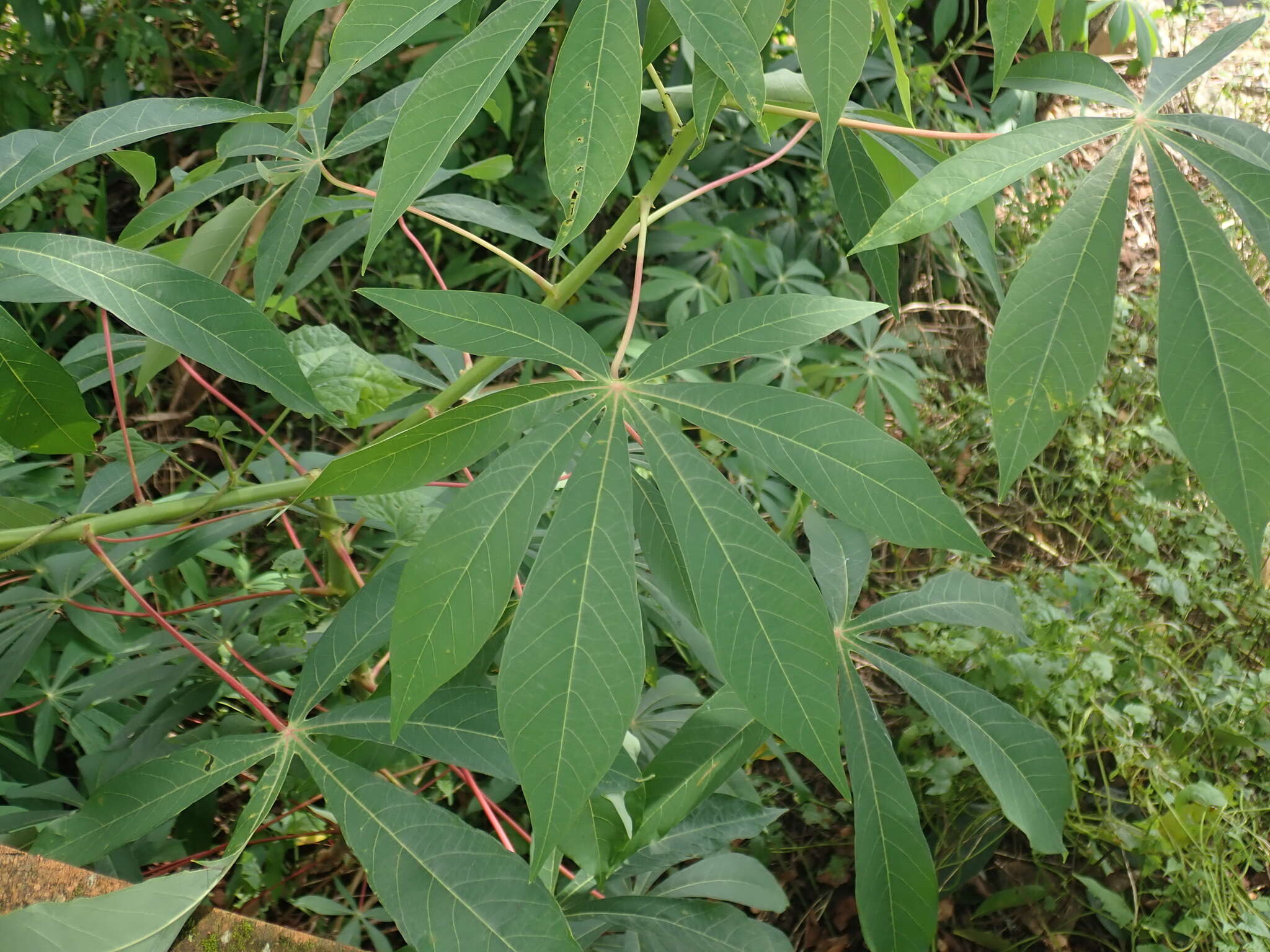 Image of cassava