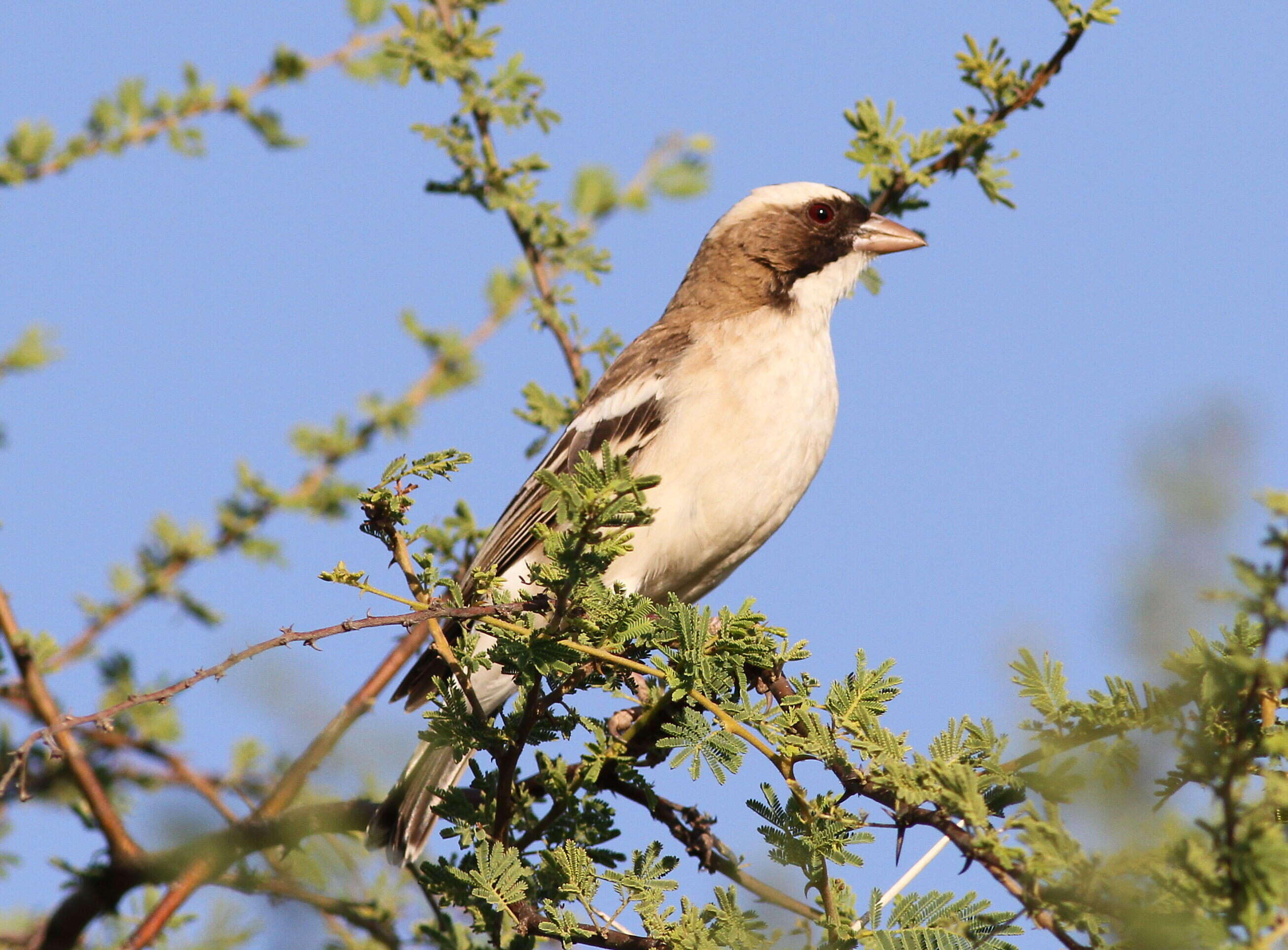 Image of sparrow-weaver