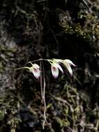 Image of Specklinia picta (Lindl.) Pridgeon & M. W. Chase