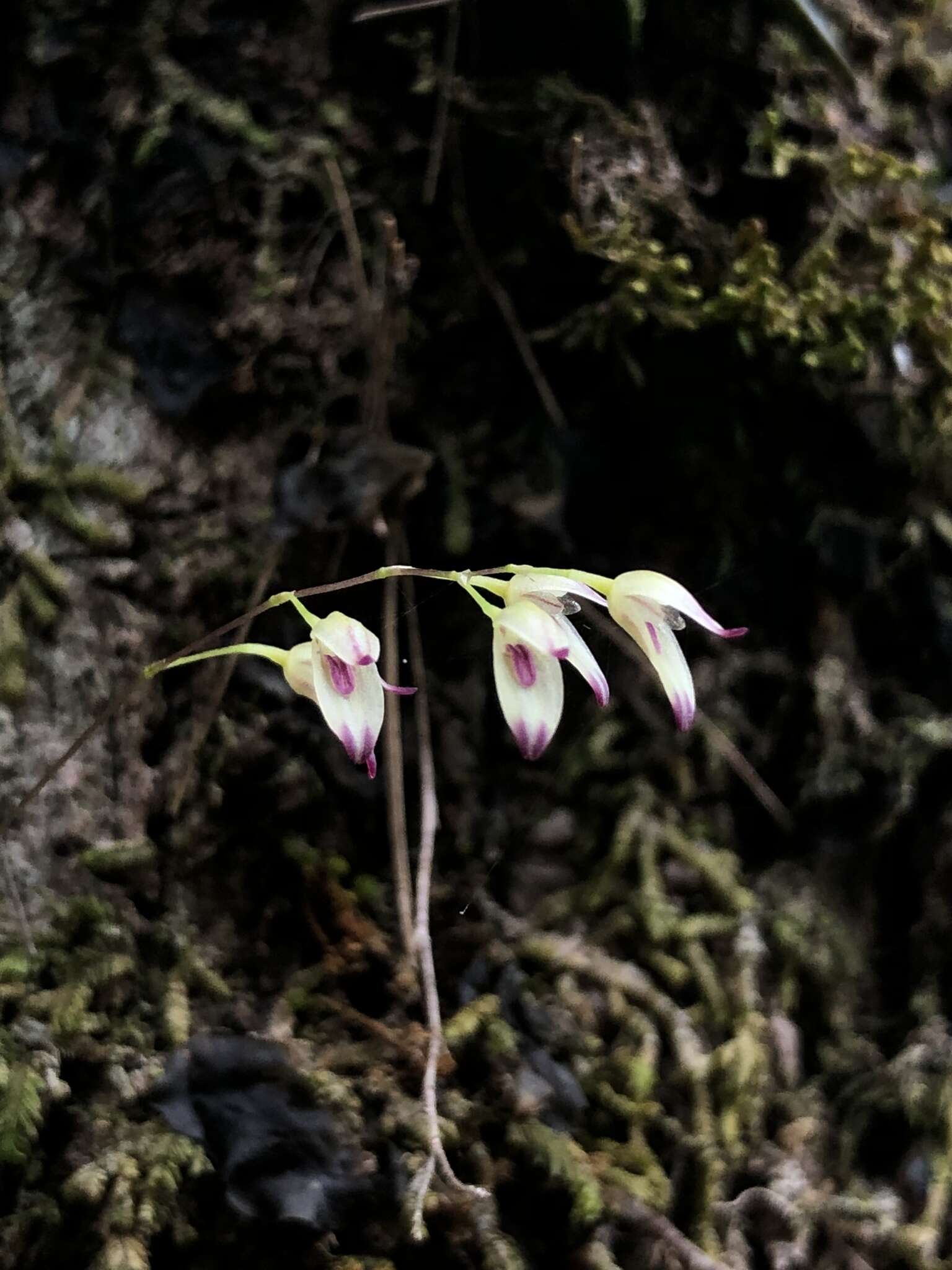 Image of Specklinia picta (Lindl.) Pridgeon & M. W. Chase