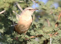 Image of Cape Crombec