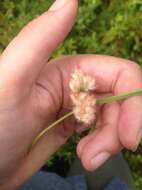 Image of Tawny Cotton-Grass