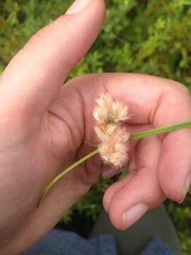 Imagem de Eriophorum virginicum L.