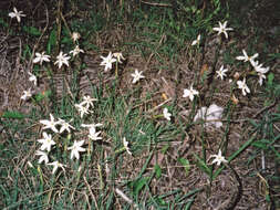 Image of Narcissus serotinus L.