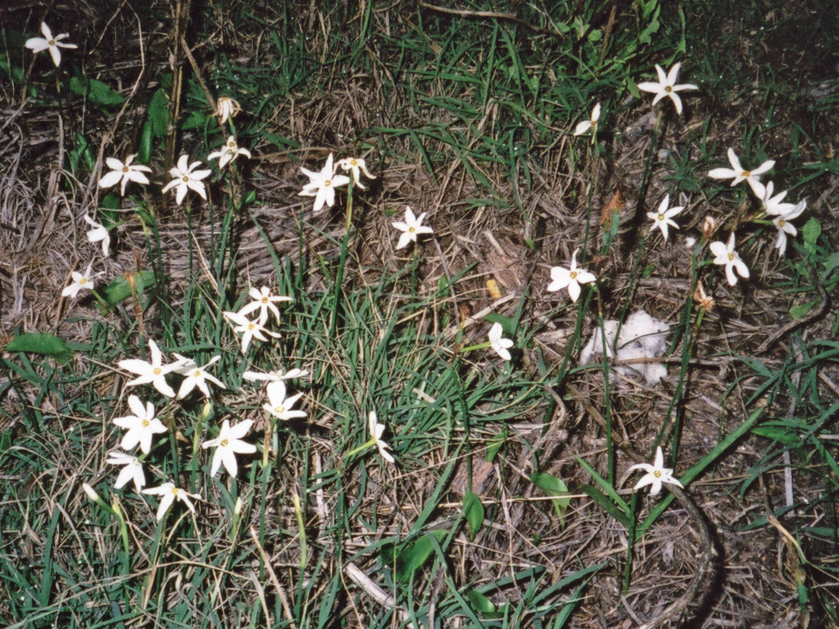 Image of Narcissus serotinus L.