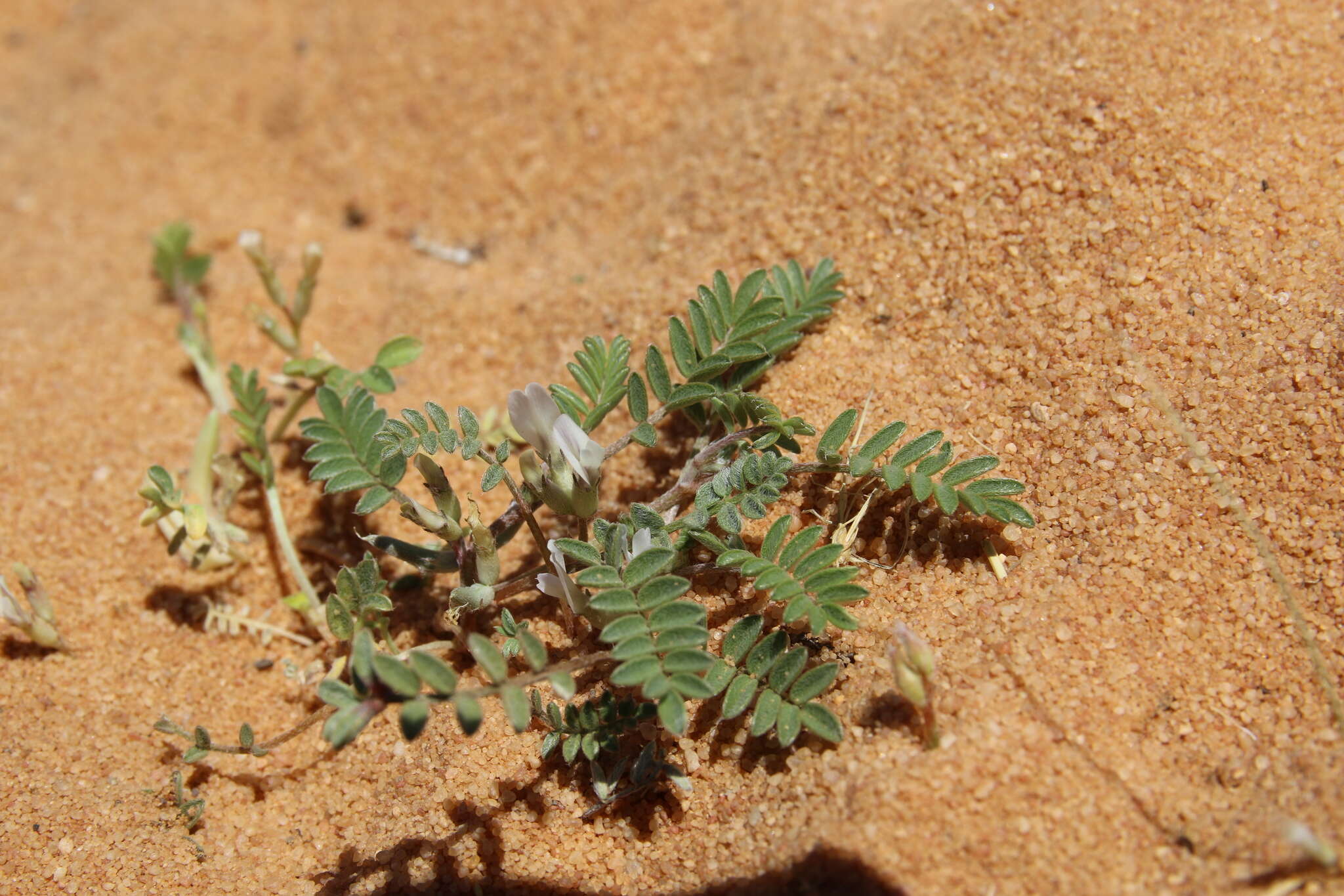 Imagem de Astragalus tribuloides Delile