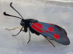 Image of Zygaena cynarae Esper 1789