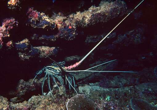 Image of Painted Spiny Lobster