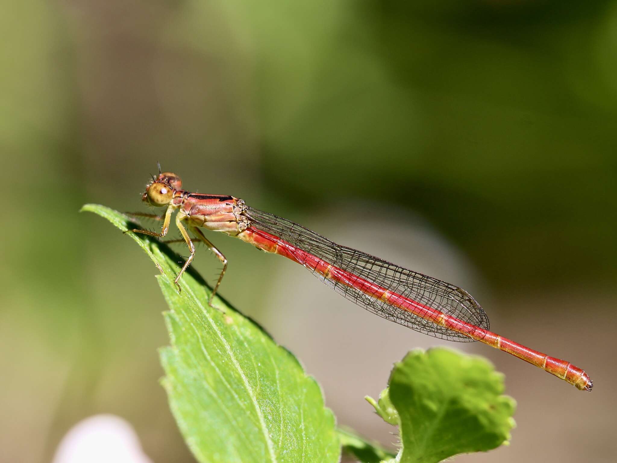 Image of Duckweed Firetail