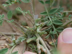 Imagem de Astragalus tribuloides Delile