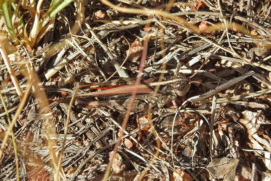 Image of Heteropternis obscurella (Blanchard & E. 1853)