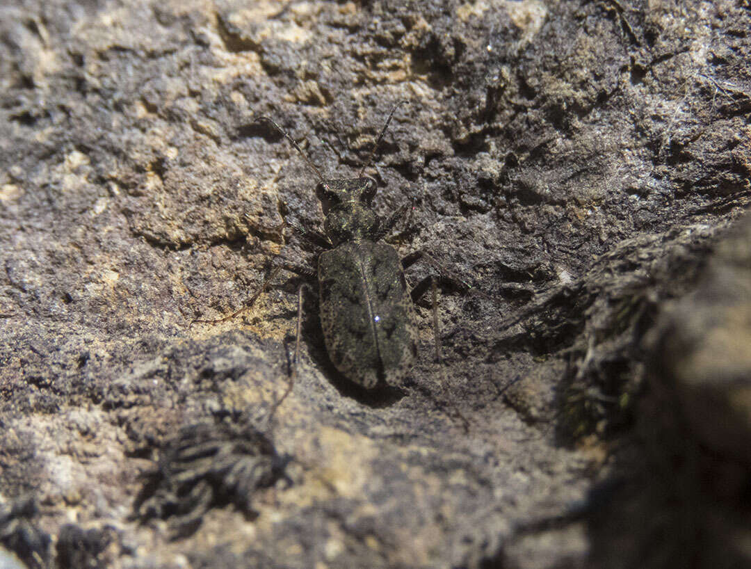 Image of Neocicindela garnerae Larochelle & Larivière 2013