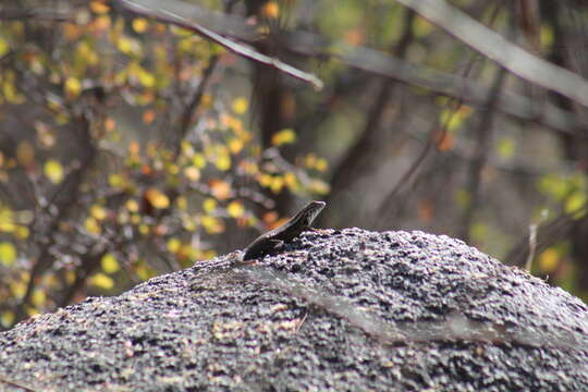 Image of Cape Arboreal Spiny Lizard