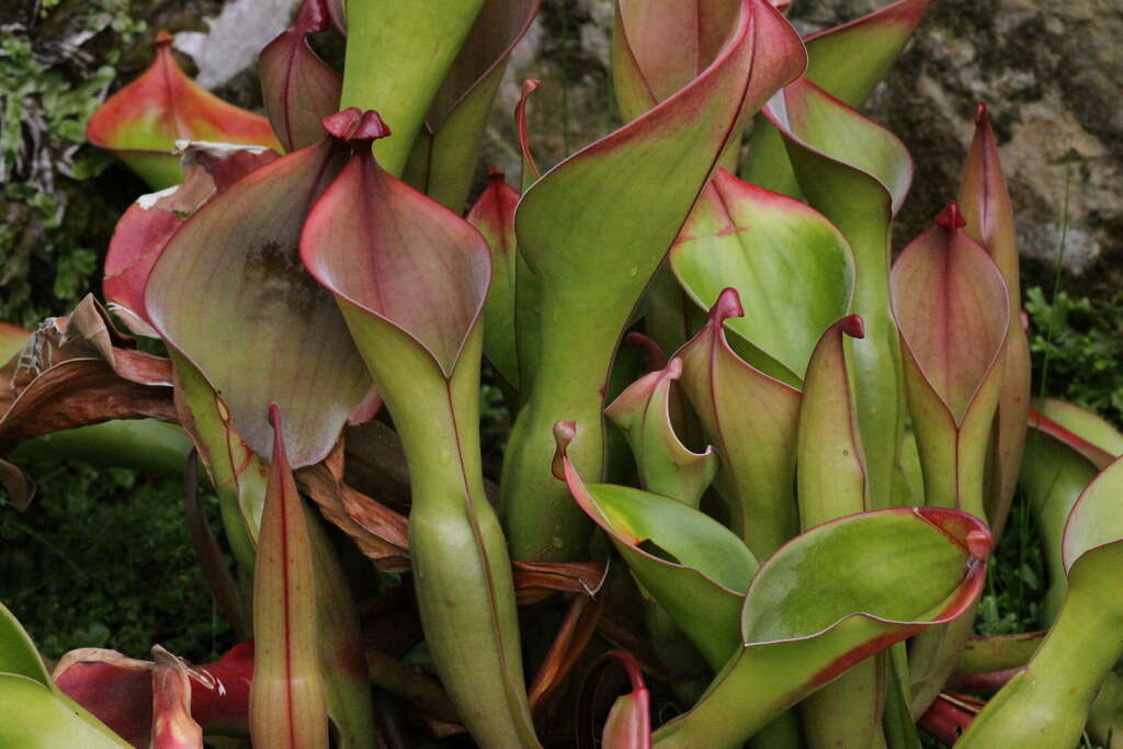 Image of Heliamphora nutans Benth.