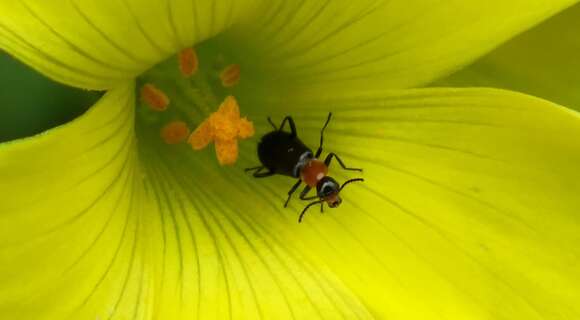 Image of <i>Attalus ruficollis</i>