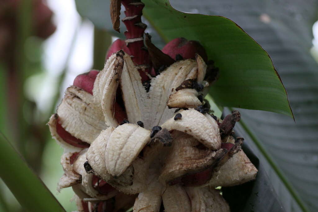 Image of hairy banana