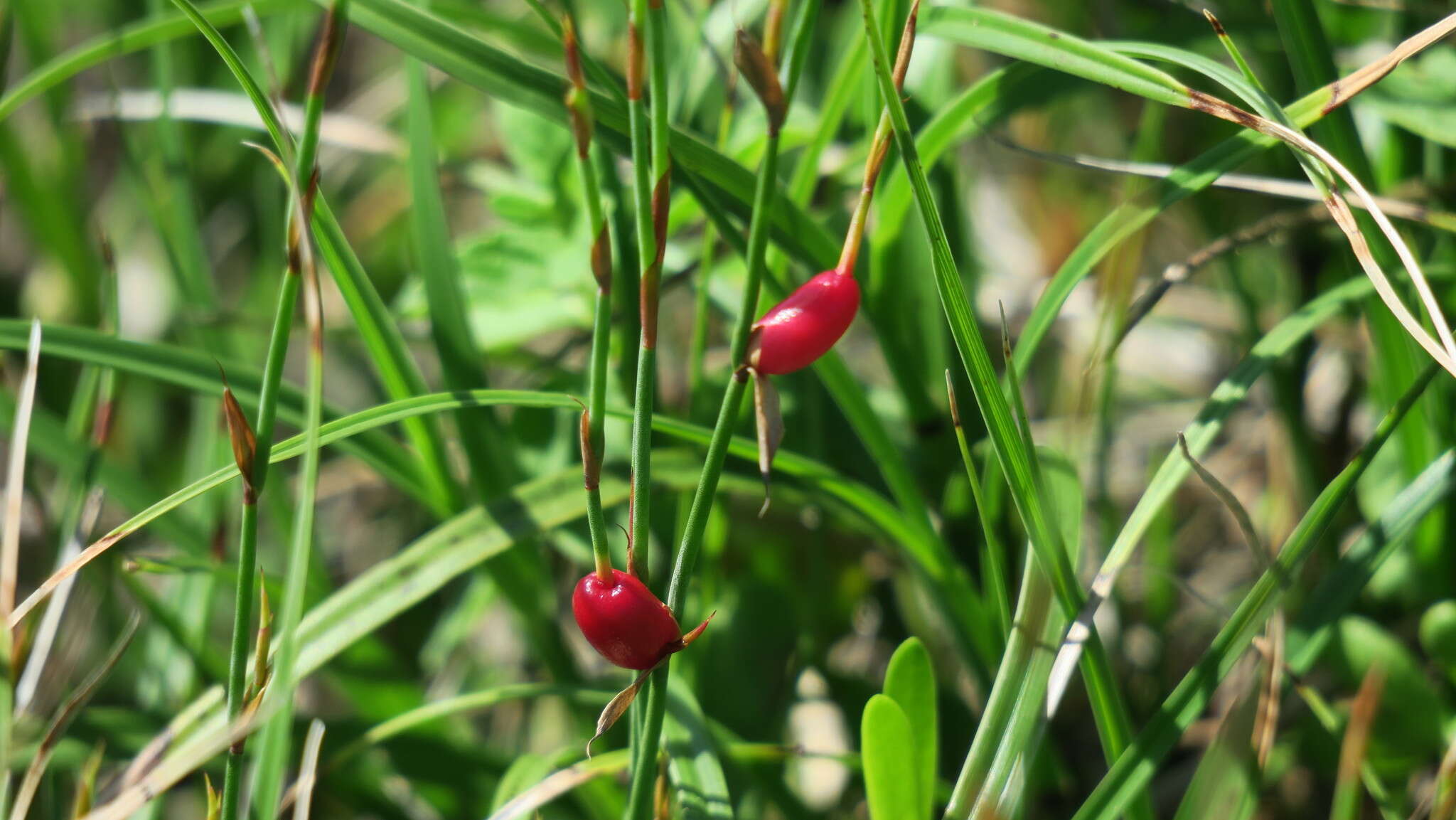 Image of Elegia microcarpa (Kunth) Moline & H. P. Linder