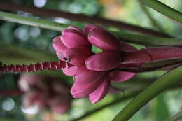 Image of hairy banana