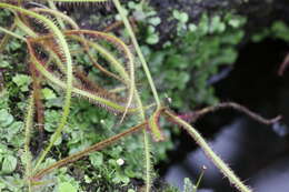 Image of Drosera binata Labill.