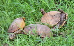 Image of Speke's Hinged Tortoise