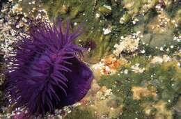 Image of Knobbly anemone