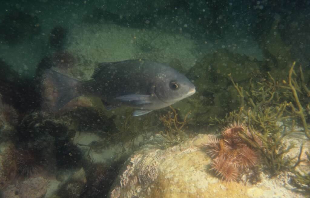 Image of Hottentot Seabream