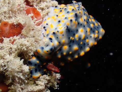 Image of Red gilled yellow spotted green slug