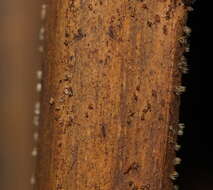 Image of Hispidula dicksoniae (G. W. Beaton & Weste) P. R. Johnst. 2003